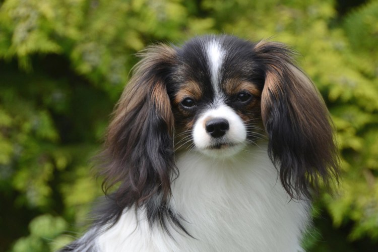 Континентальный той-спаниель фален