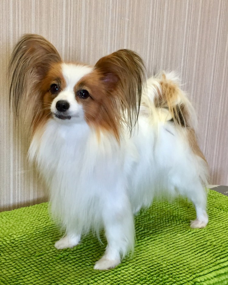 Порода собак бабочка Папильон