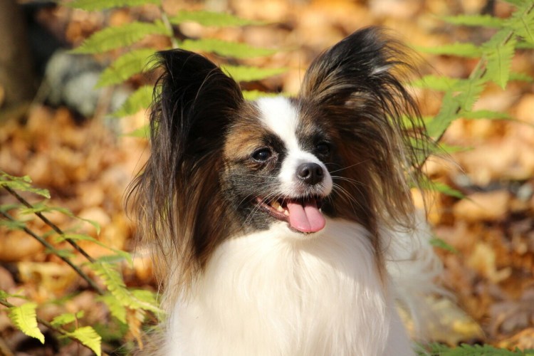 Порода бабочка Папильон