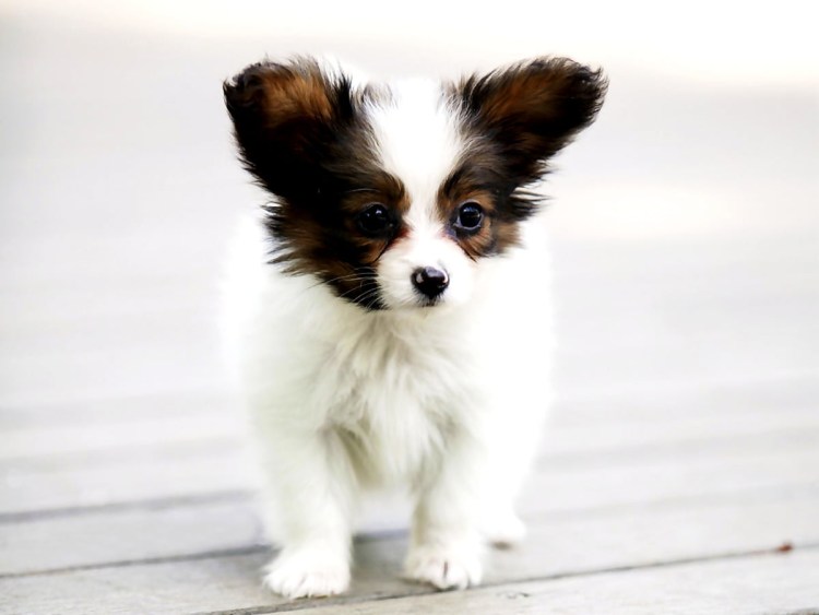 Маленькая собачка Папильон