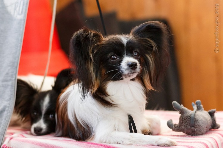 Порода собак бабочка Папильон