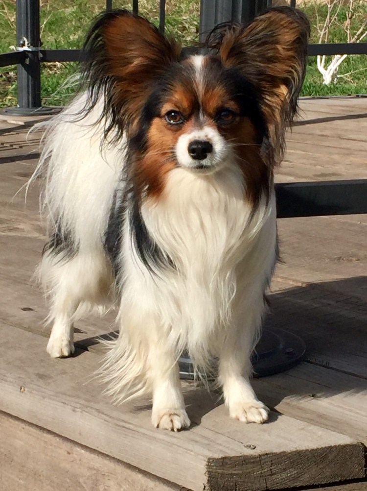 Порода собак Папильон