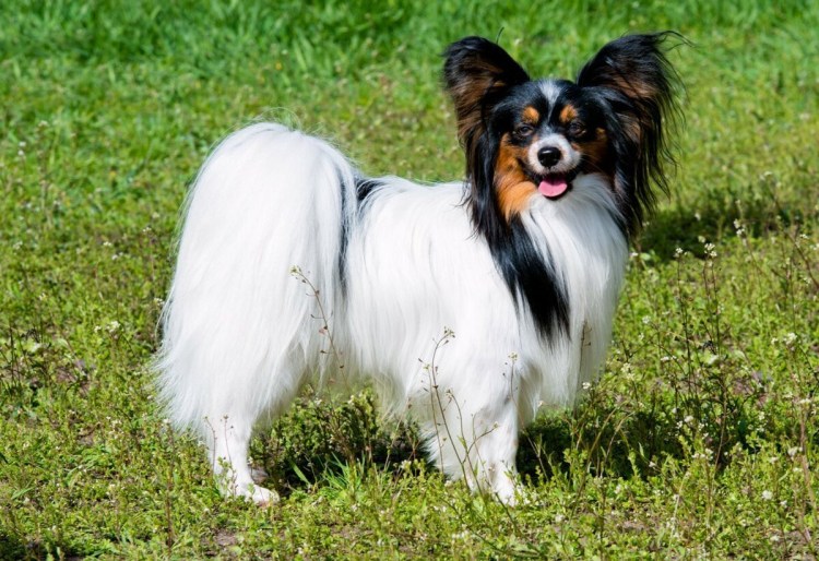 Папильон бабочка