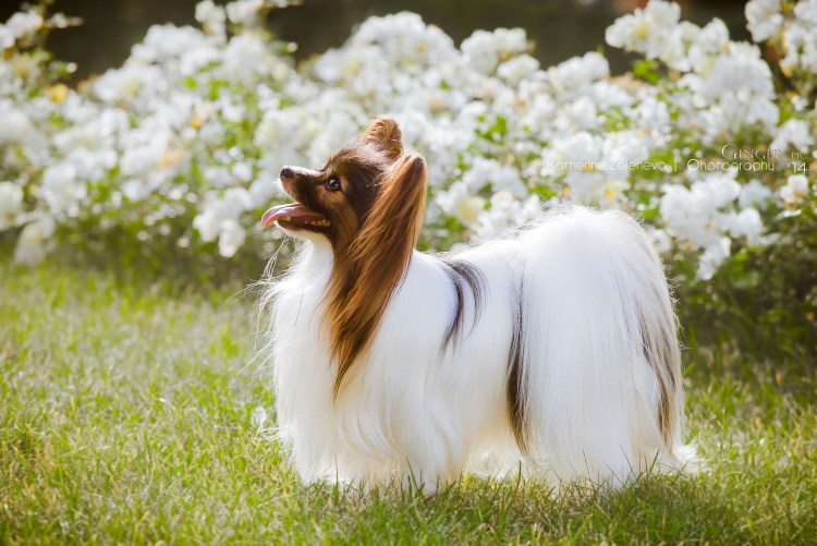 Папийон стандарт породы