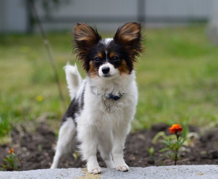 Порода собак Папильон