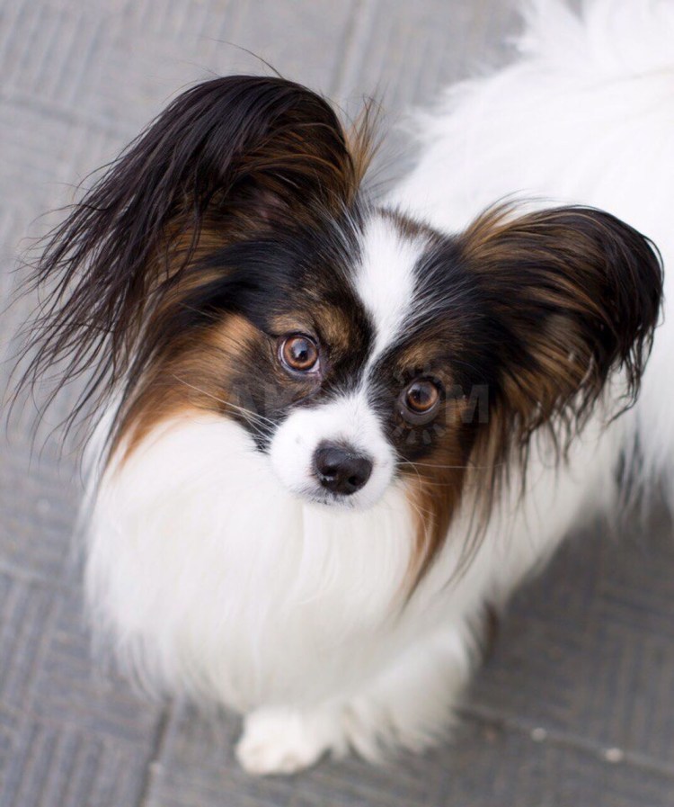 Болонка Папильон бабочка