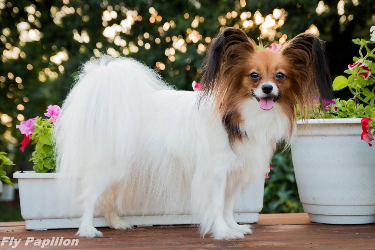 Порода собак бабочка Папильон