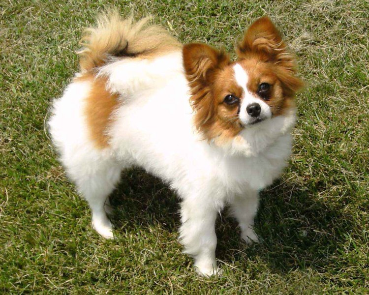 Порода собак Папильон