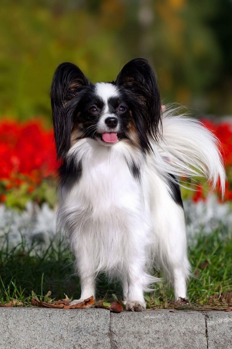 Порода собак бабочка Папильон