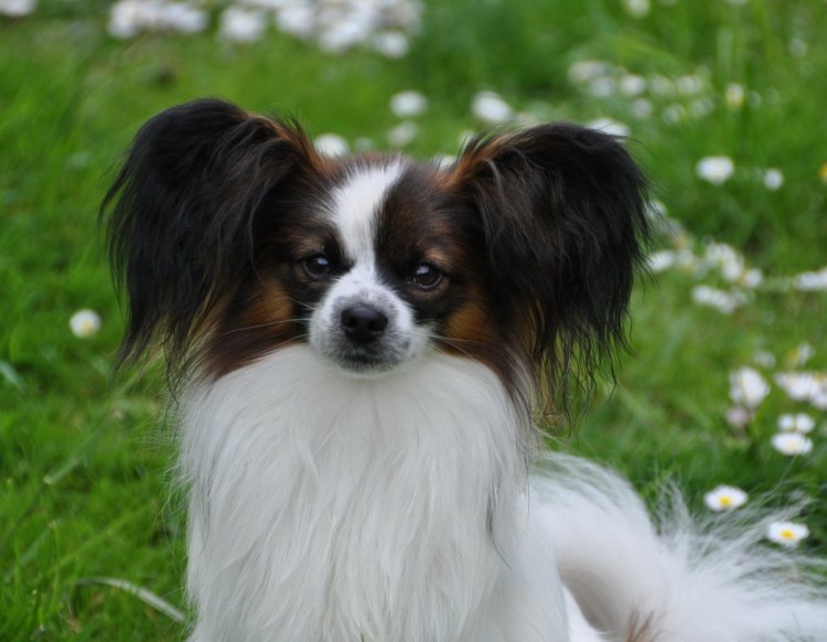 Папильон (континентальный той-спаниель)