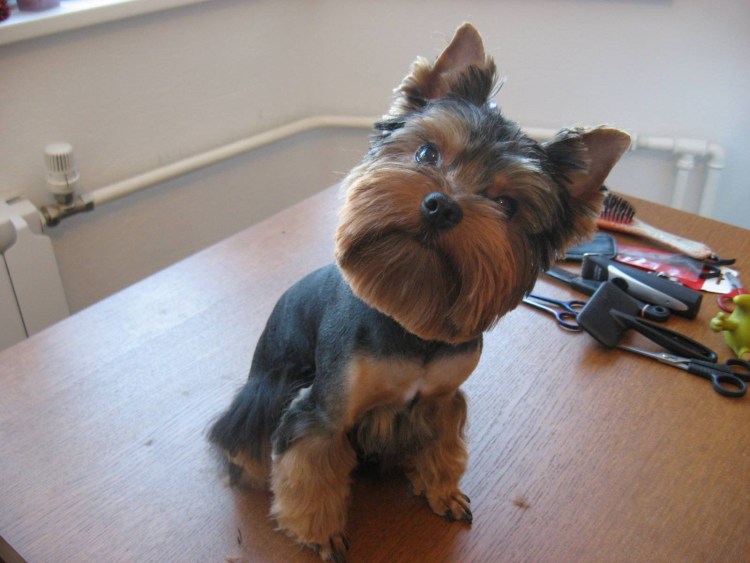 Терьер Йоркширский стриженный