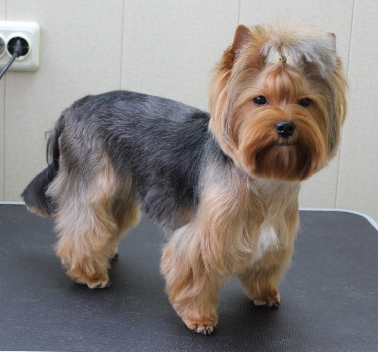 Ершский терьер стандарт