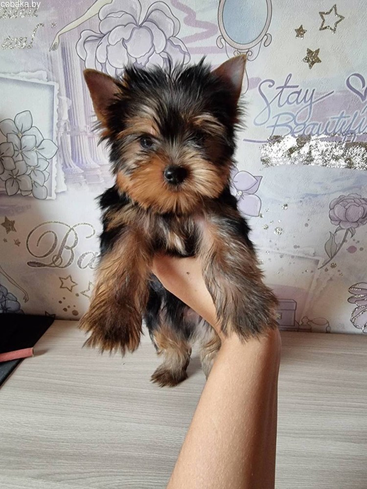 Стрижки йоркширского терьера мальчика