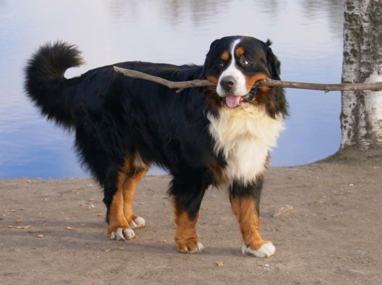 Бернский зенненхунд