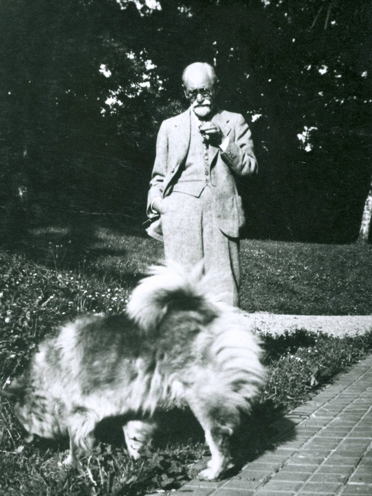 Фрейд Йофи собака