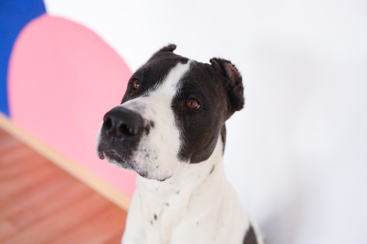 Что за порода собаки в рекламе теле 2