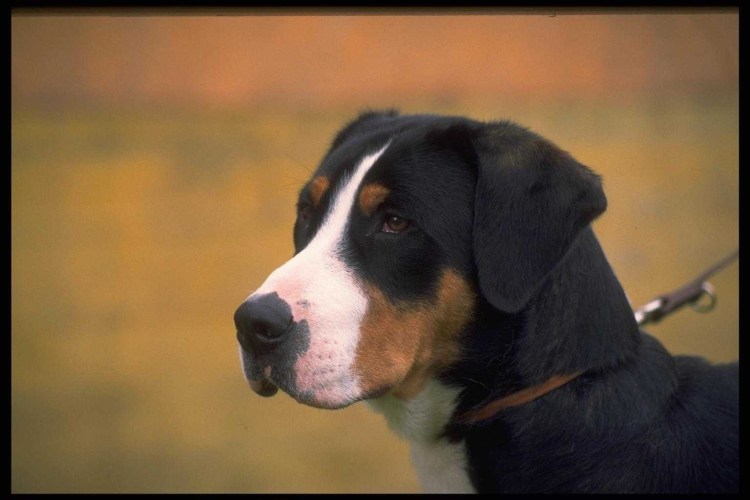 Бернский зенненхунд