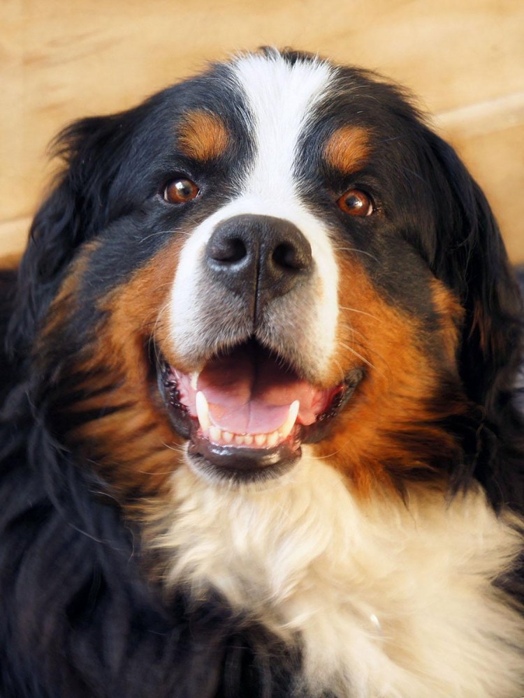 Швейцарский Гросс зенненхунд