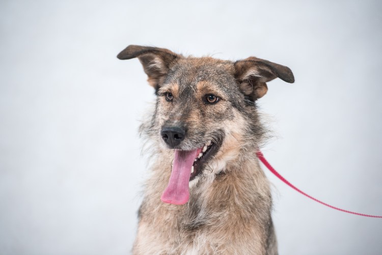 Альпийская овчарка Бернский зенненхунд