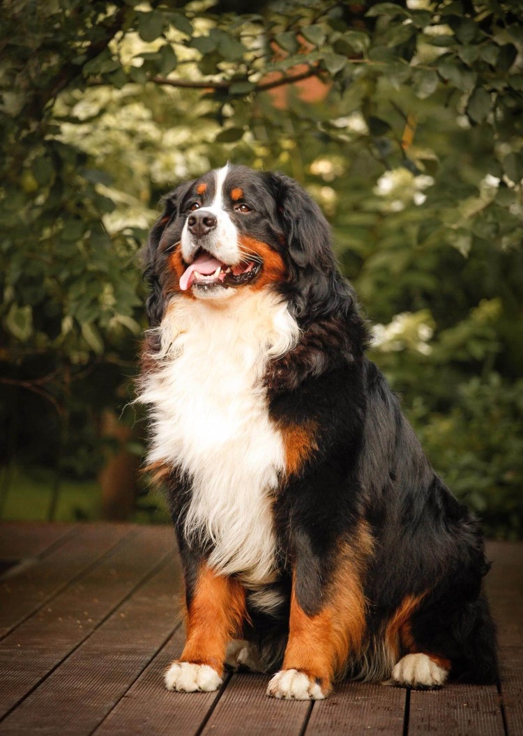 Бернский зенненхунд