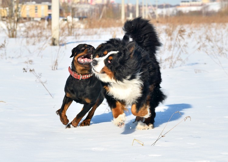 Бернский зенненхунд