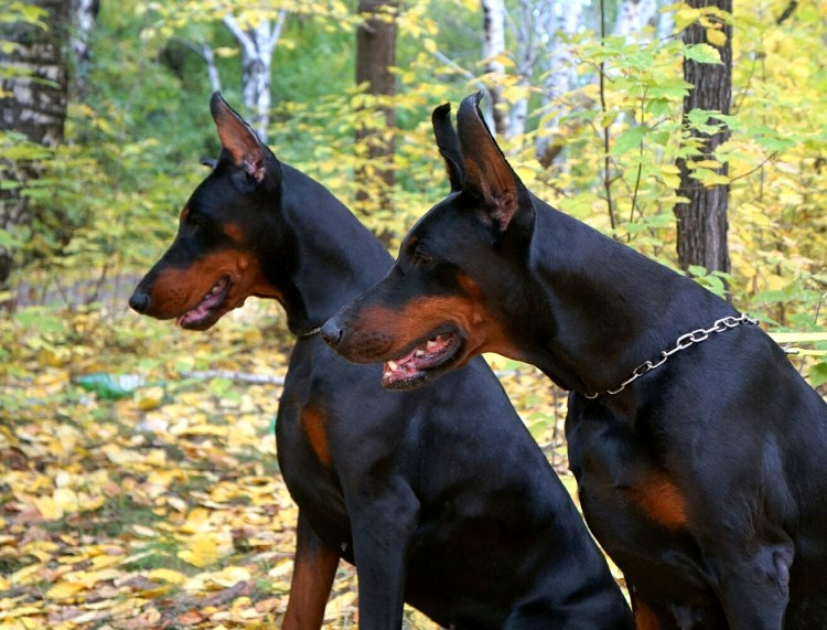 Альфред Планьявский