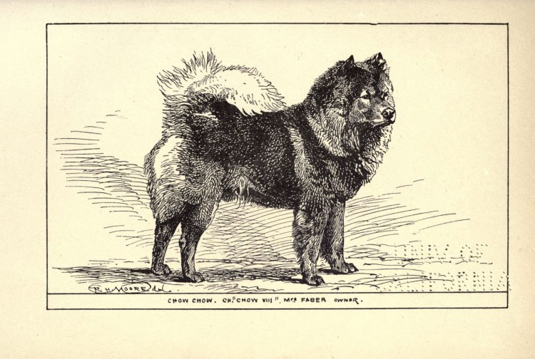 Порода Бернский зенненхунд