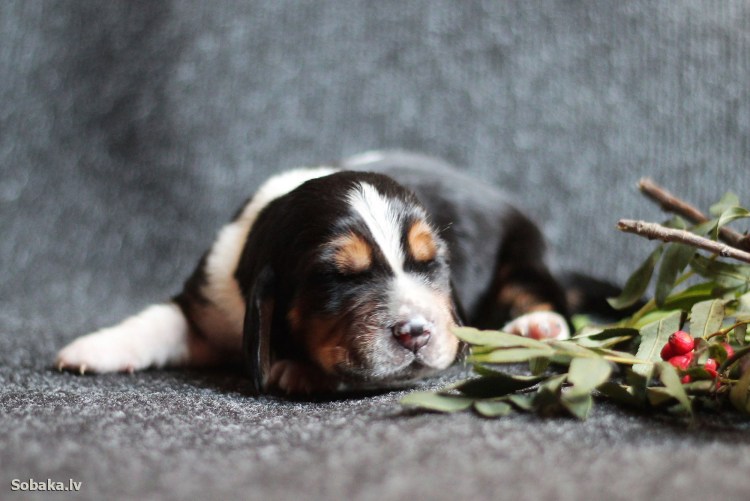 Швейцарский Гросс зенненхунд