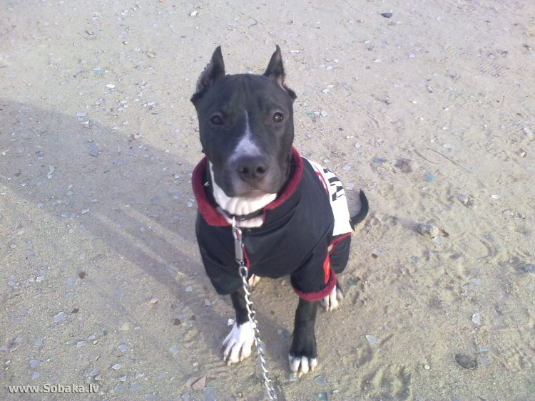 Собака Фрейда