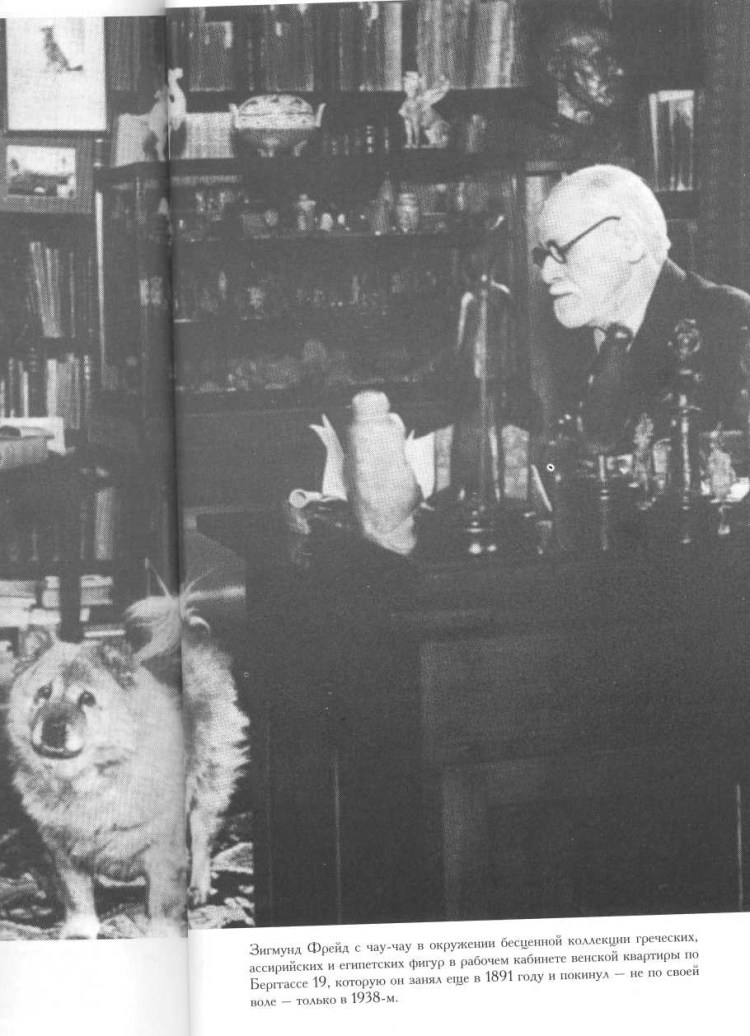 Бернская овчарка