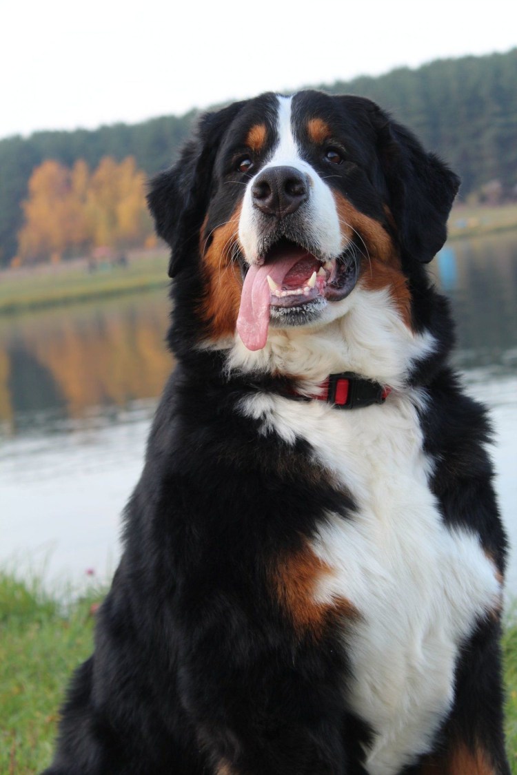 Бернский зенненхунд