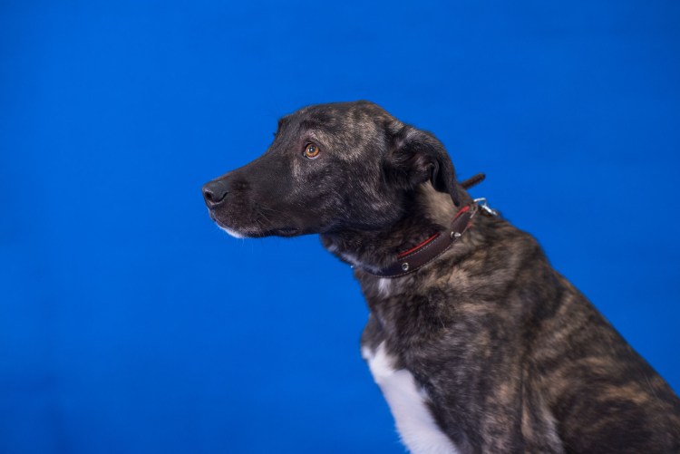 Метленбухен зенненхунд