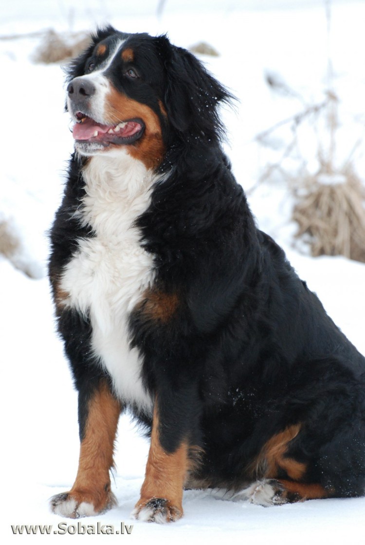 Собака букиных