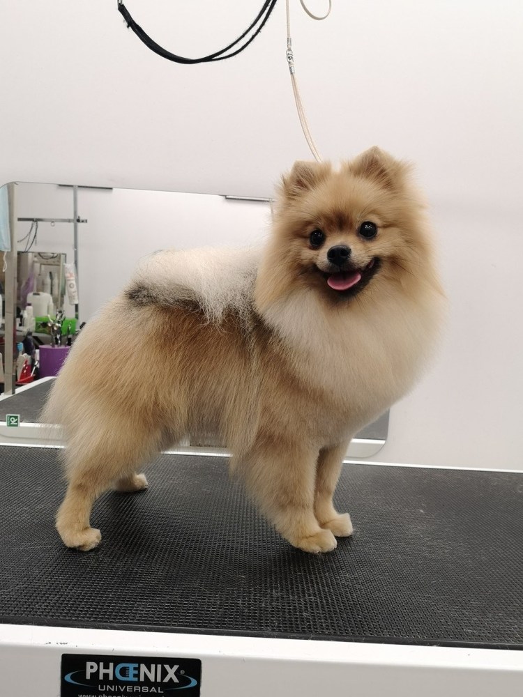 Выставочный грумминг шпица