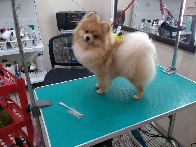 Малый шпиц груминг