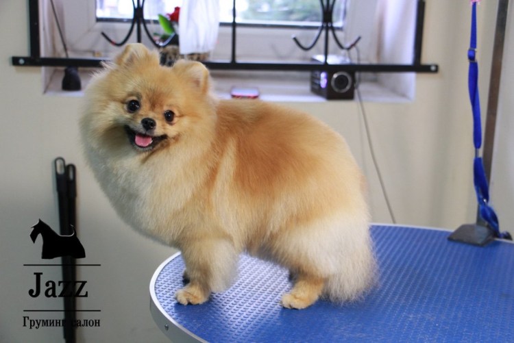 Стрижки Кляйн шпицев