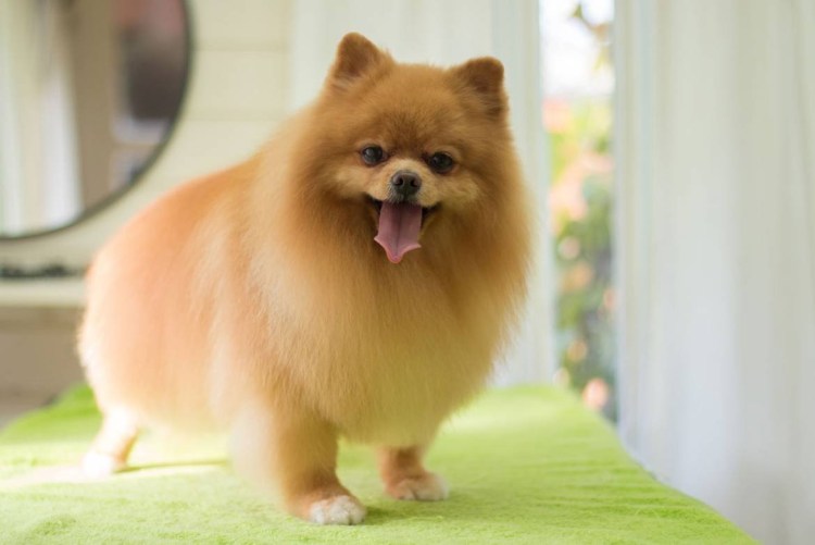 Шпиц померанский нестриженный