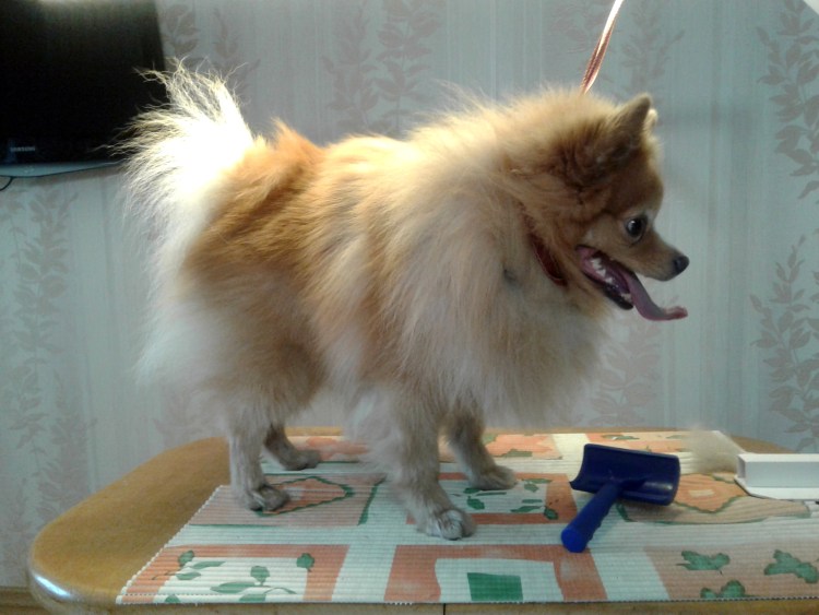 Стрижки собак модели шпиц