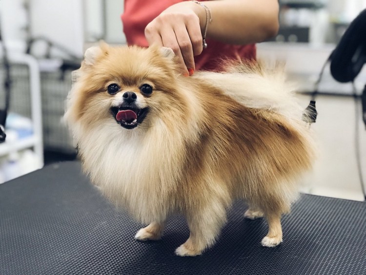 Грумминг шпица