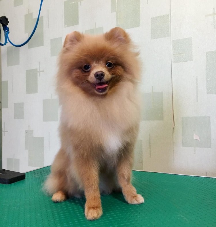 Стрижка корги ожидание и реальность