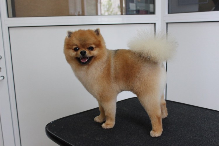 Стриженный шпиц померанец