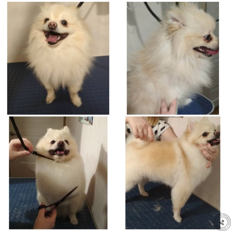 Необычные стрижки шпица