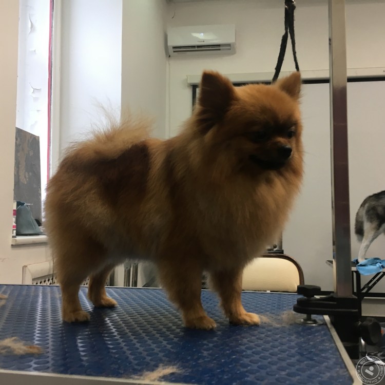 Шпиц померанский груммер камнем