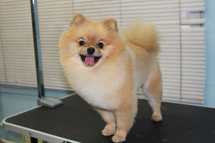 Стрижка шпица Модерн