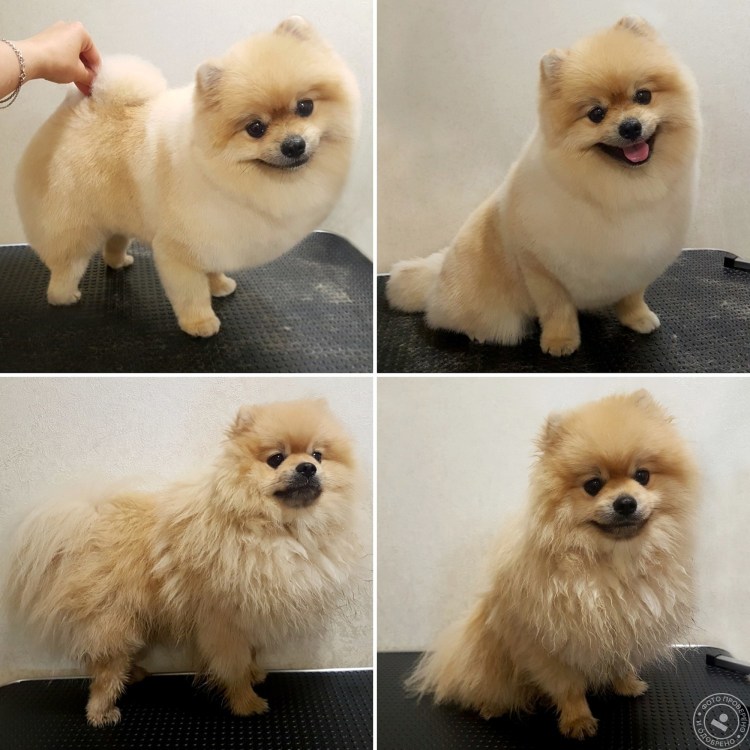 Померанский шпиц груминг