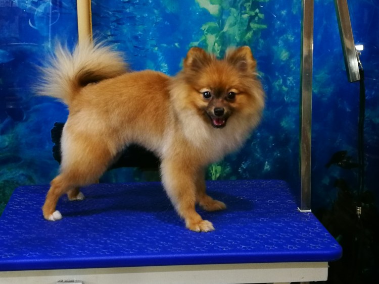 Груминг померанского шпица лисички