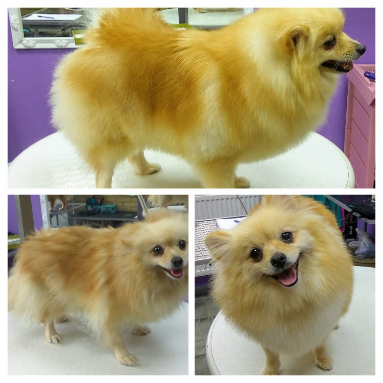 Малый шпиц груминг