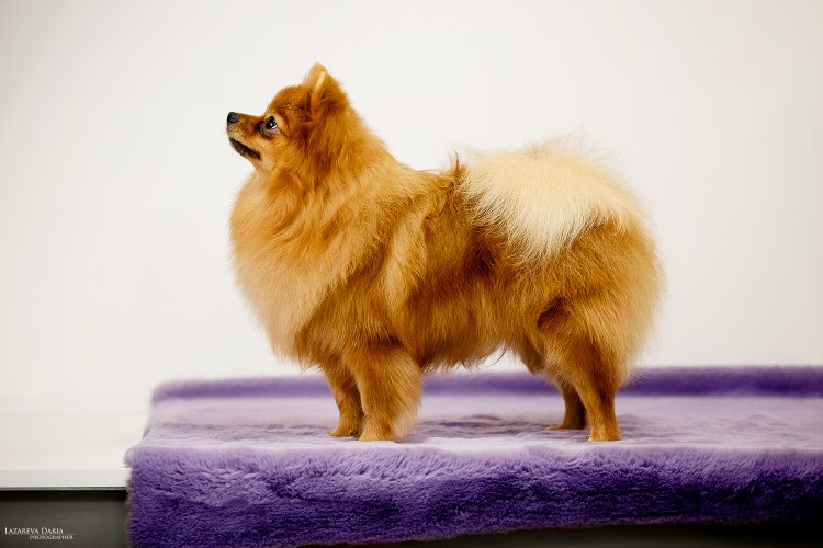 Малый померанский шпиц