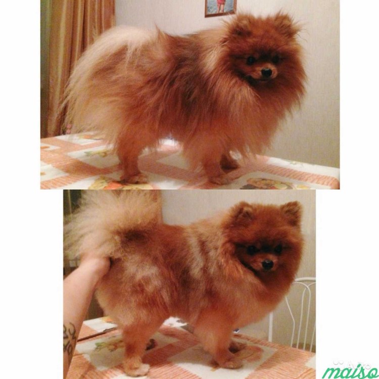 Стрижки Кляйн шпицев