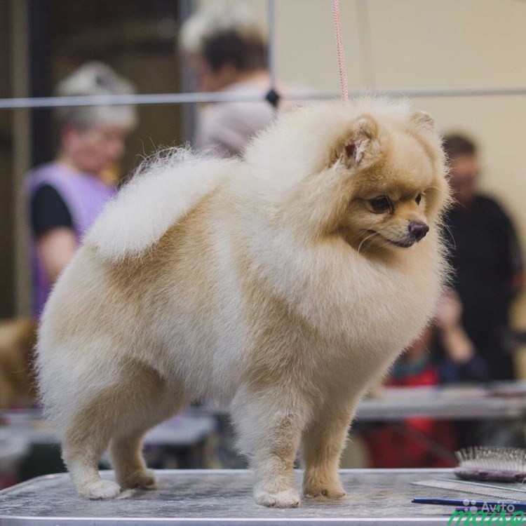 Померанский шпиц грумер